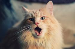 开云体育下载-抢七之夜的法比尼奥，沉默的缰绳，勒住了命运的奔马