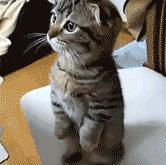 开云体育中国-跨越联赛的对决，猛龙对阵上海队，杰伦·格林如何成为转换引擎？