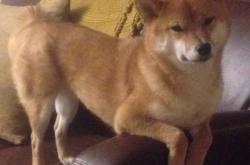 开云体育在线-利刃出鞘！欧文决胜时刻一锤定音，骑士险胜灰熊彰显韧性