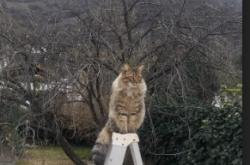 -黄潜与咖啡军团的绿茵交响，基米希一锤定音谱写胜利诗篇