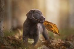 -孔德的左脚，2026世界杯之夜，一个后卫的史诗裁决