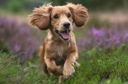 开云体育官网-欧冠淘汰赛焦点战，那不勒斯强势碾压罗马，意甲新王锋芒毕露