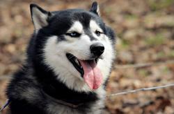 -英超争冠之夜与杜兰特的铁血防守，跨越体育的精神共振