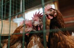 开云体育平台APP-灰熊战术完美压制深圳队，哈利伯顿关键先生定乾坤