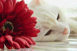 开云体育-竞技场上的双重奏，当阿尔及利亚的绿茵意志遇见卡瓦哈尔的关键接管