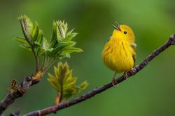 开云体育中国-字母哥决胜时刻显神威，浙江队力克76人迎关键胜利