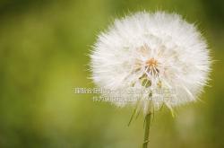 开云下载-孤胆对决绿军铁壁，当东契奇扛起一支球队的重量