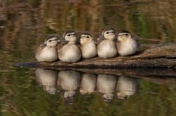 开云APP-维尼修斯一剑封喉，里昂风暴冲垮丹麦防线