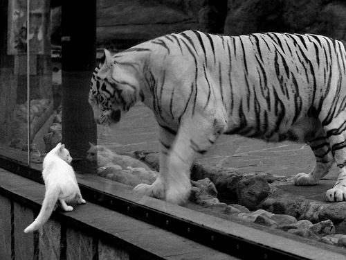 维尼修斯启示录，当攻防转换成为世界波，中国足球能从伊朗身上学到什么？