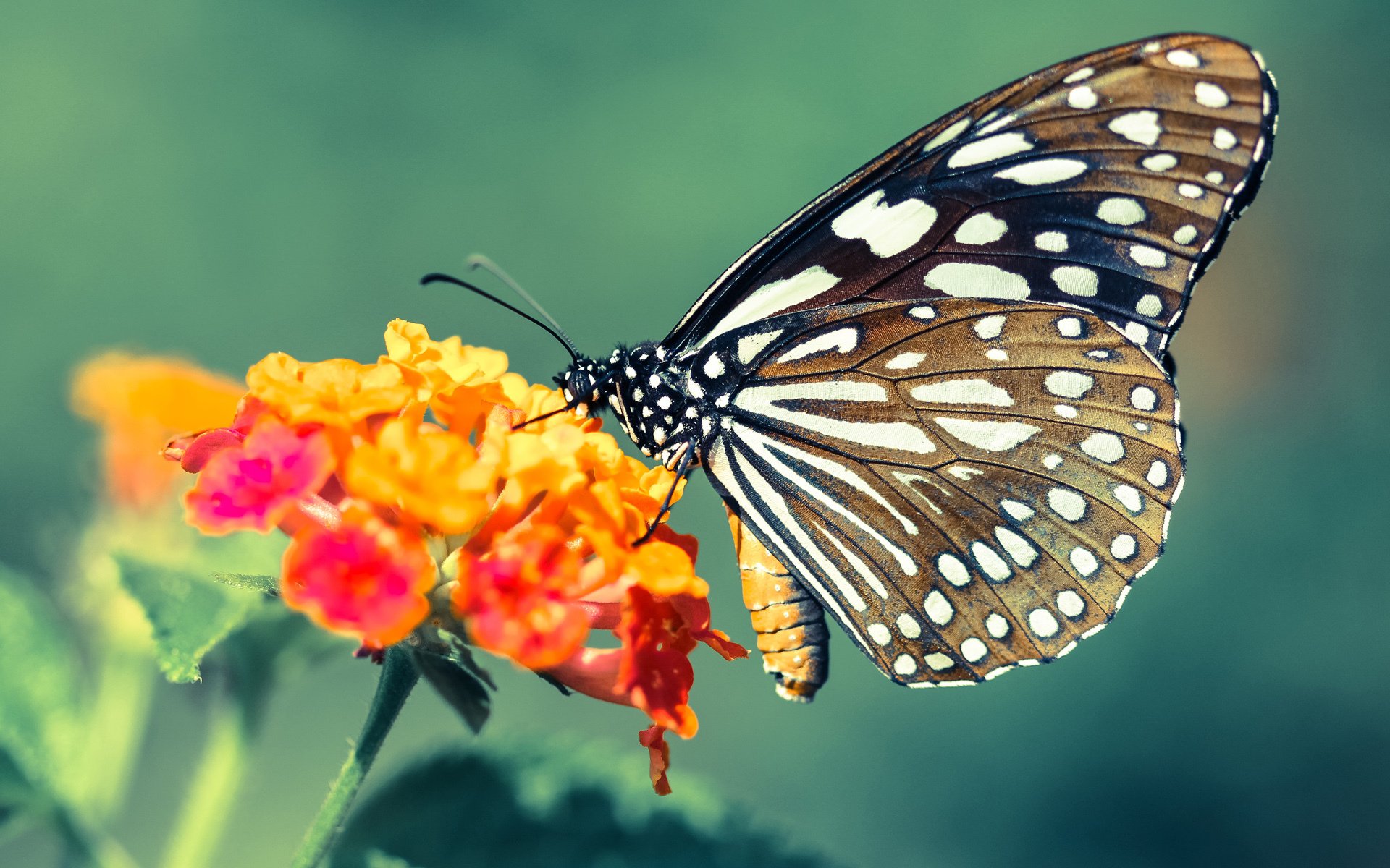 双线辉映,浙江队节奏掌控制胜吉林,英格拉姆总决赛接管诠释王者风范