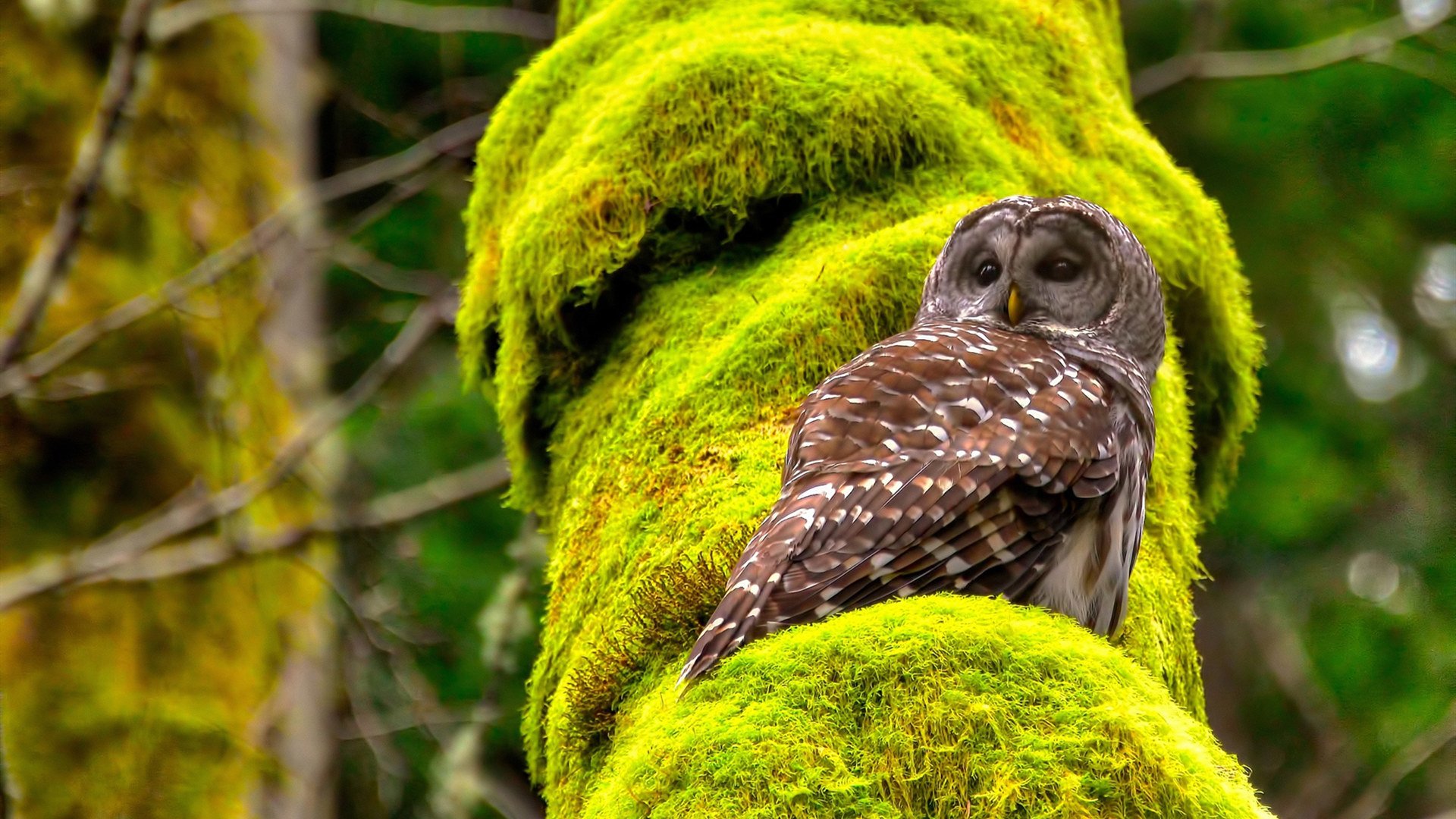 铜墙铁壁，劳塔罗如何用防守艺术锁死新西兰的攻势