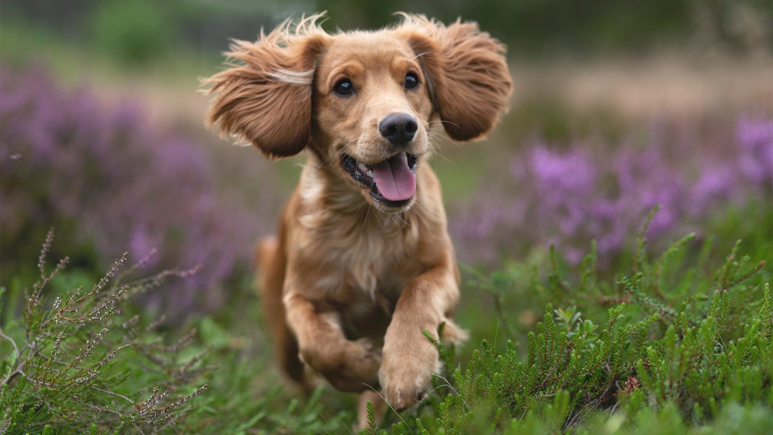 欧冠淘汰赛焦点战，那不勒斯强势碾压罗马，意甲新王锋芒毕露