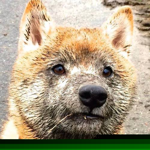 绿茵场上的双重奏，当奥地利打穿伊拉克，富安健洋的稳定学悄然绽放