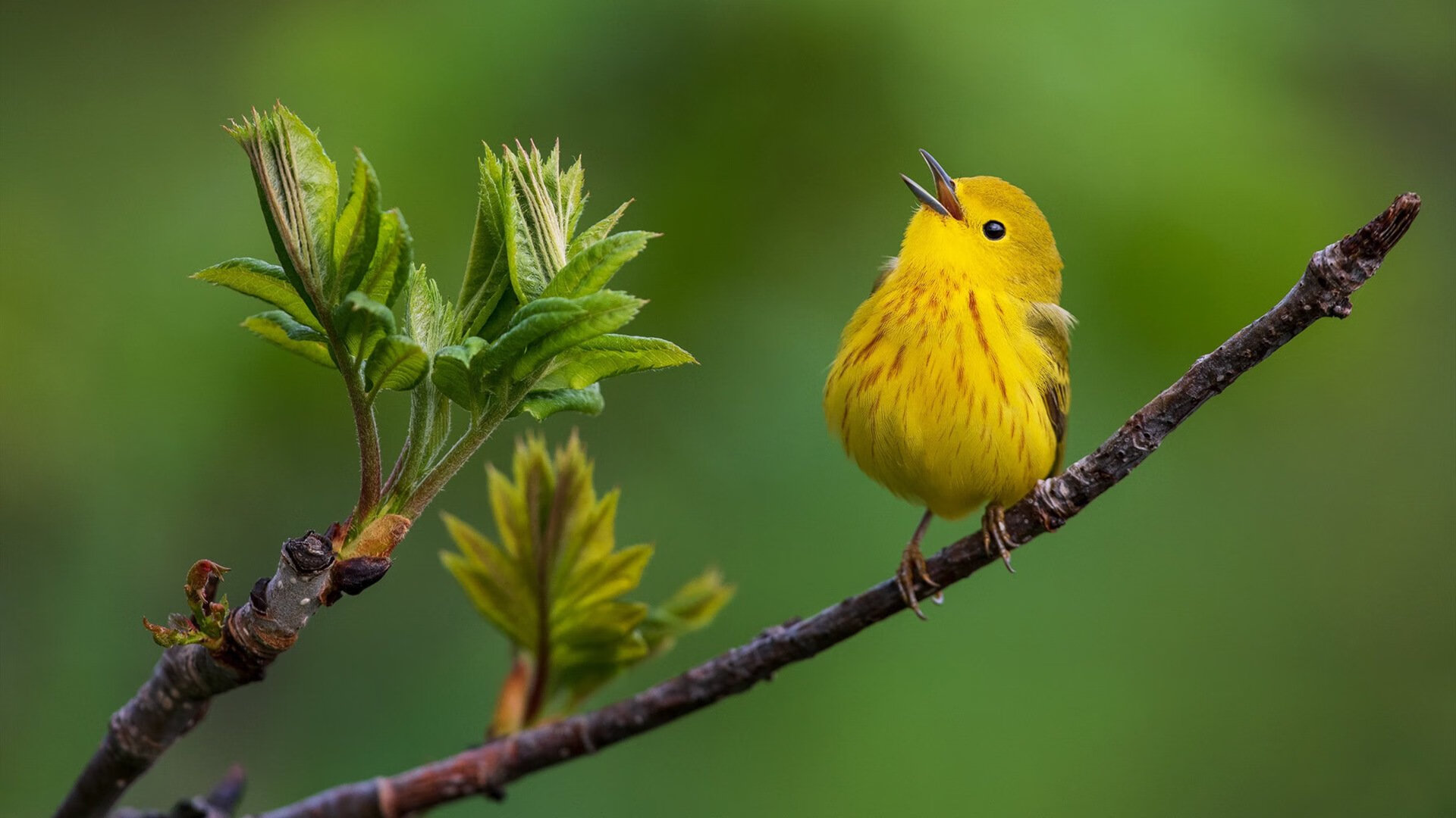 字母哥决胜时刻显神威,浙江队力克76人迎关键胜利