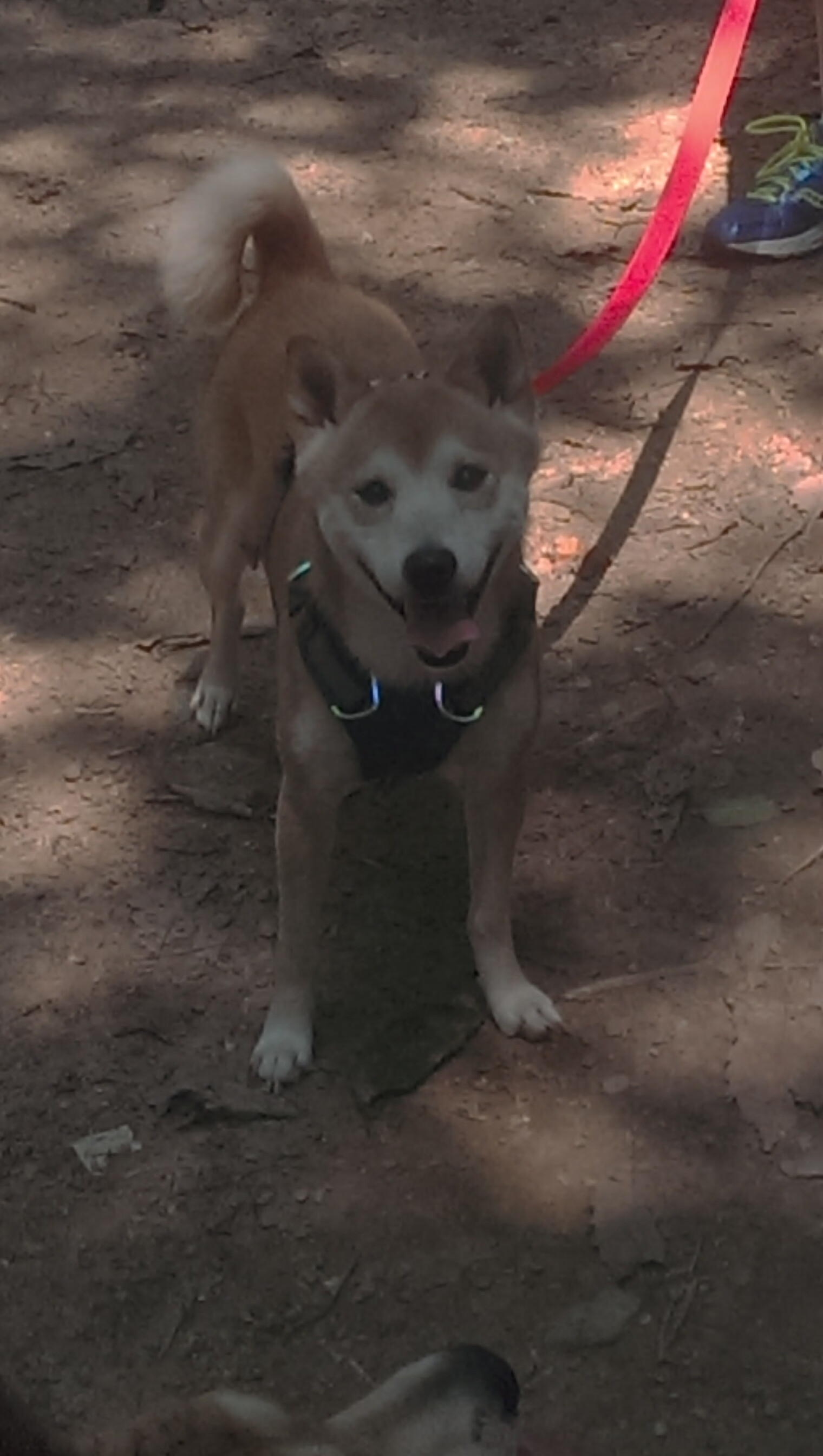 新星崛起与团队胜利，当李刚仁成为胜负手，威尔士如何完胜冰岛