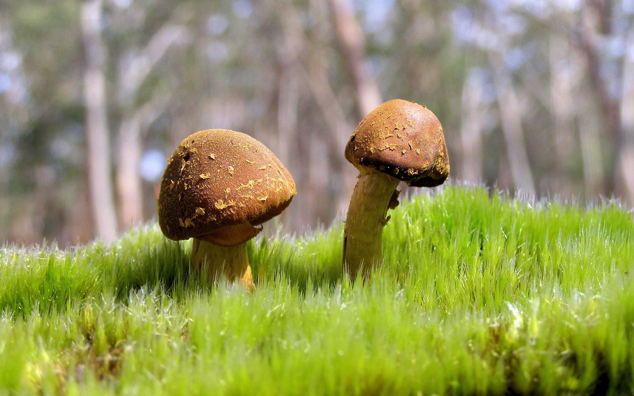 东决天外来客，当库里于绝境中重定义巨星价值