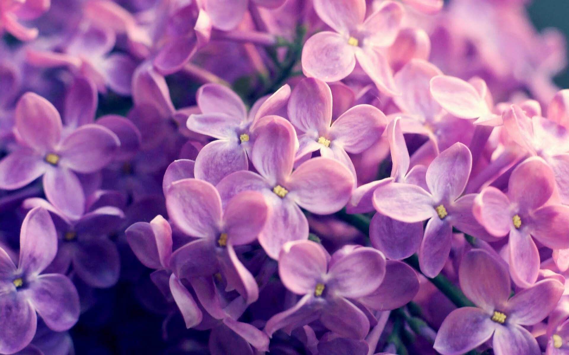 2026美加墨之夏的NBA预演，汽车城活塞末节风暴席卷迈阿密