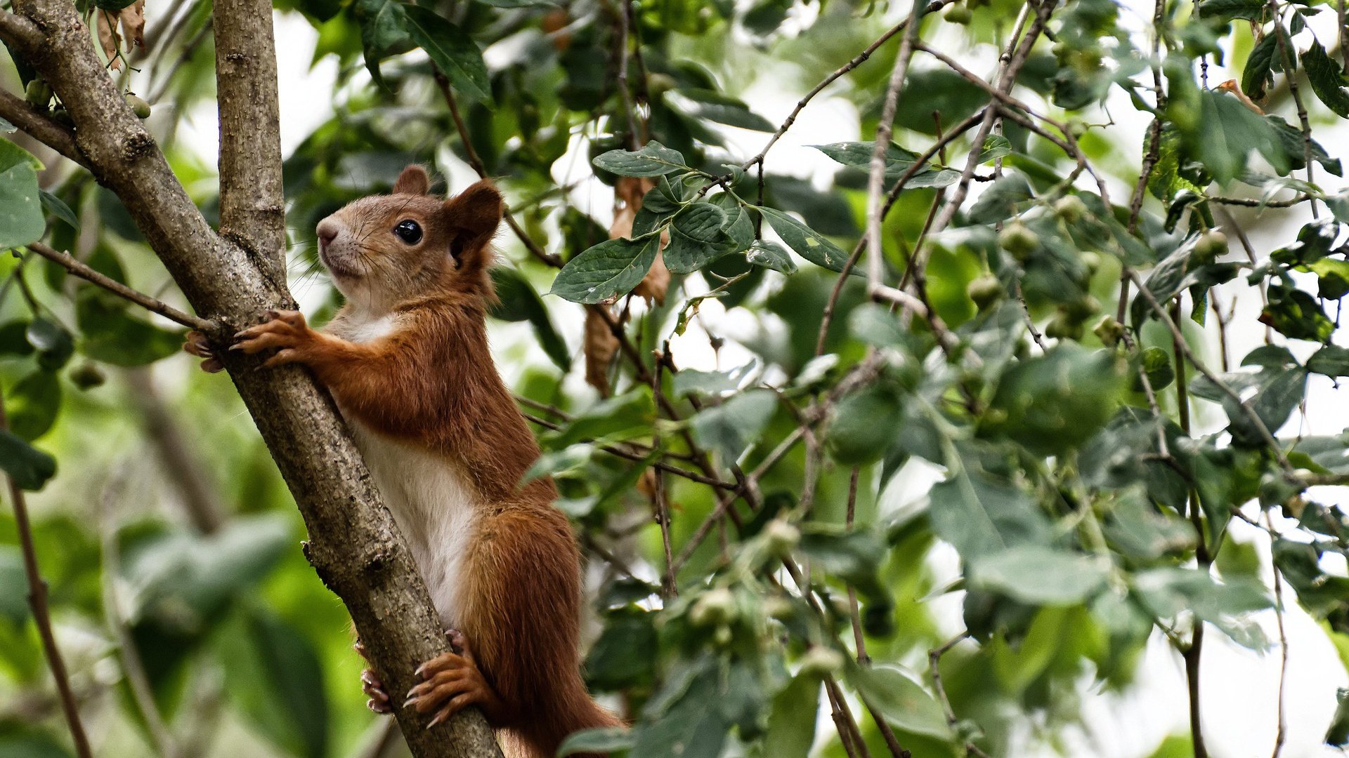 逆流而上,突尼斯暗涌中的关键先生若日尼奥