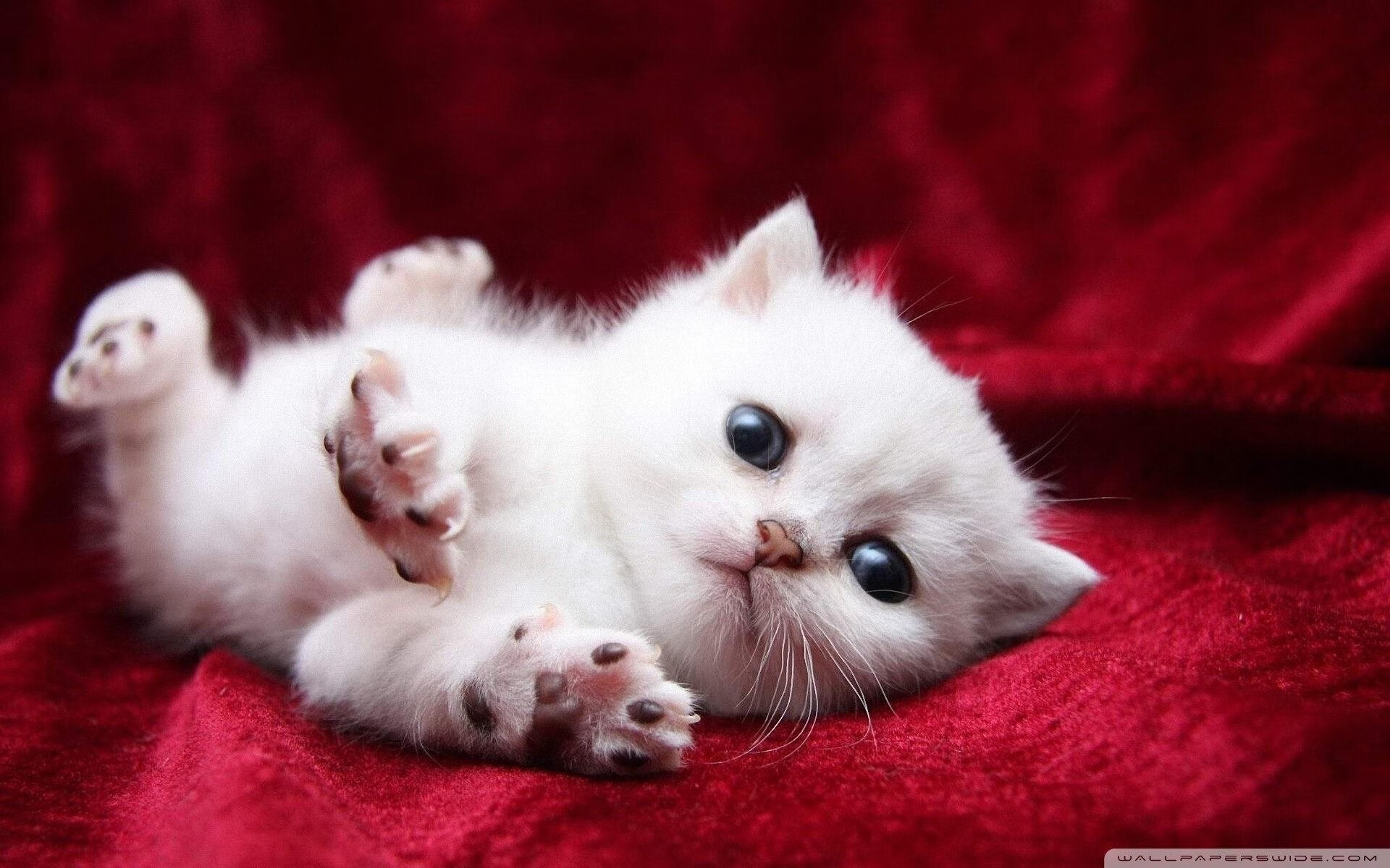 密不透风！浓眉防守端筑起叹息之墙，凯尔特人跨国对决力克浙江队