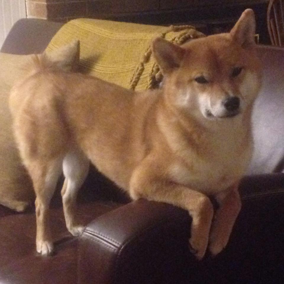 跨界体育风暴，日本收购国际米兰，斯通斯东决一战封神