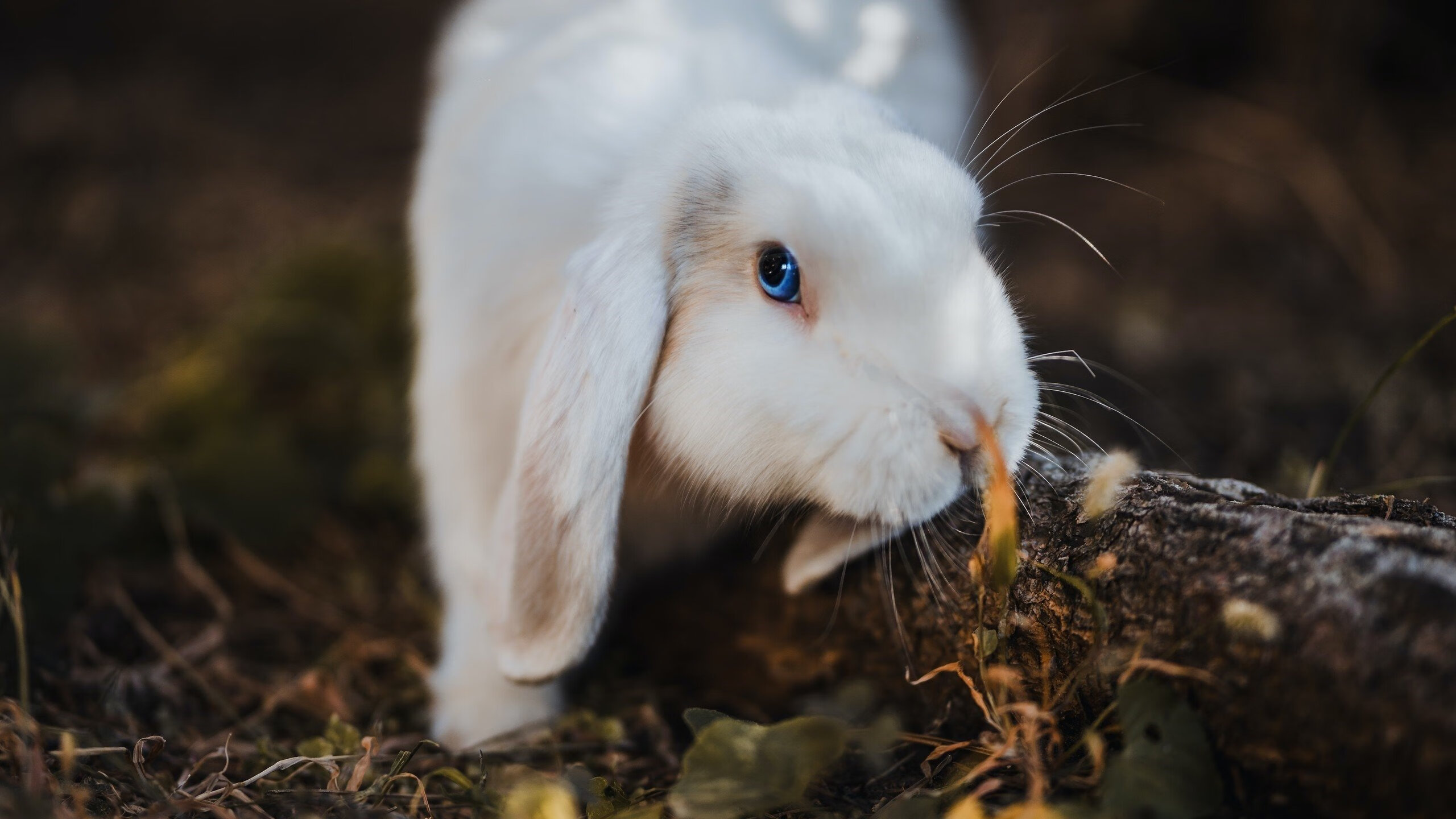 喀麦隆强行终结挪威，金玟哉冠军级表现铸就胜利史诗